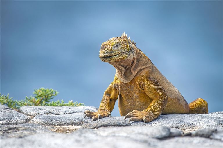 Galápagos Island Hopping ©guenterguni/istock